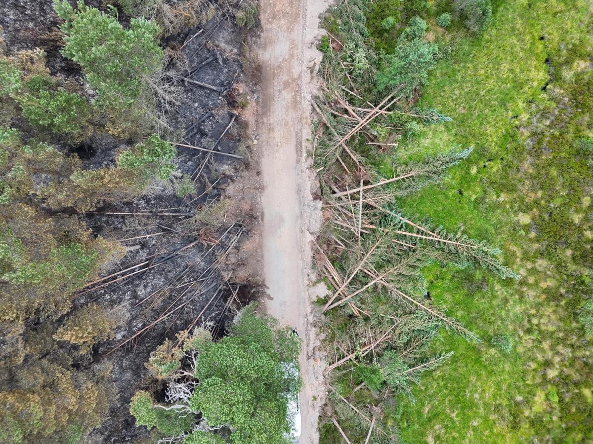 Trees felled at either side of the road to create a firebreak, preventing the further spread of the wildfire.