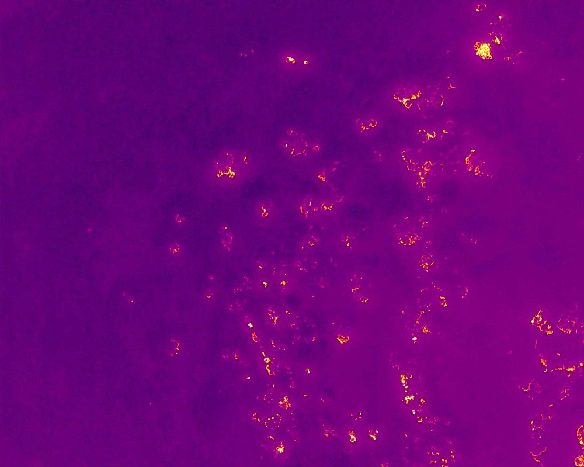 Thermal drone shot of an area of woodland impacted by the Glenmore wildfire. Areas of high heat are shown in orange against a purple background