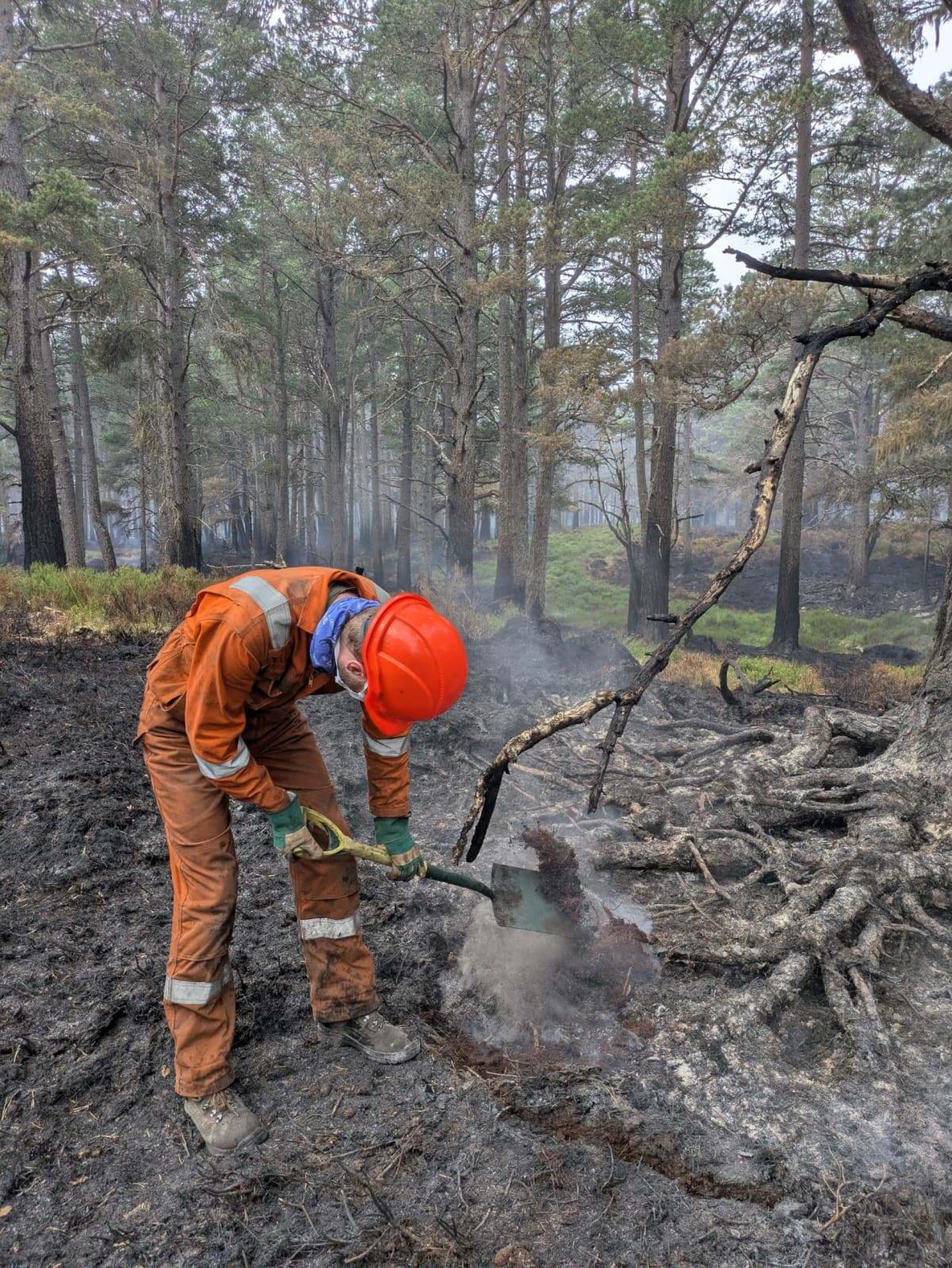 A firefighter digs around the edge of a burnt tree in the Glenmore forest, revealing heat still lingering below the surface