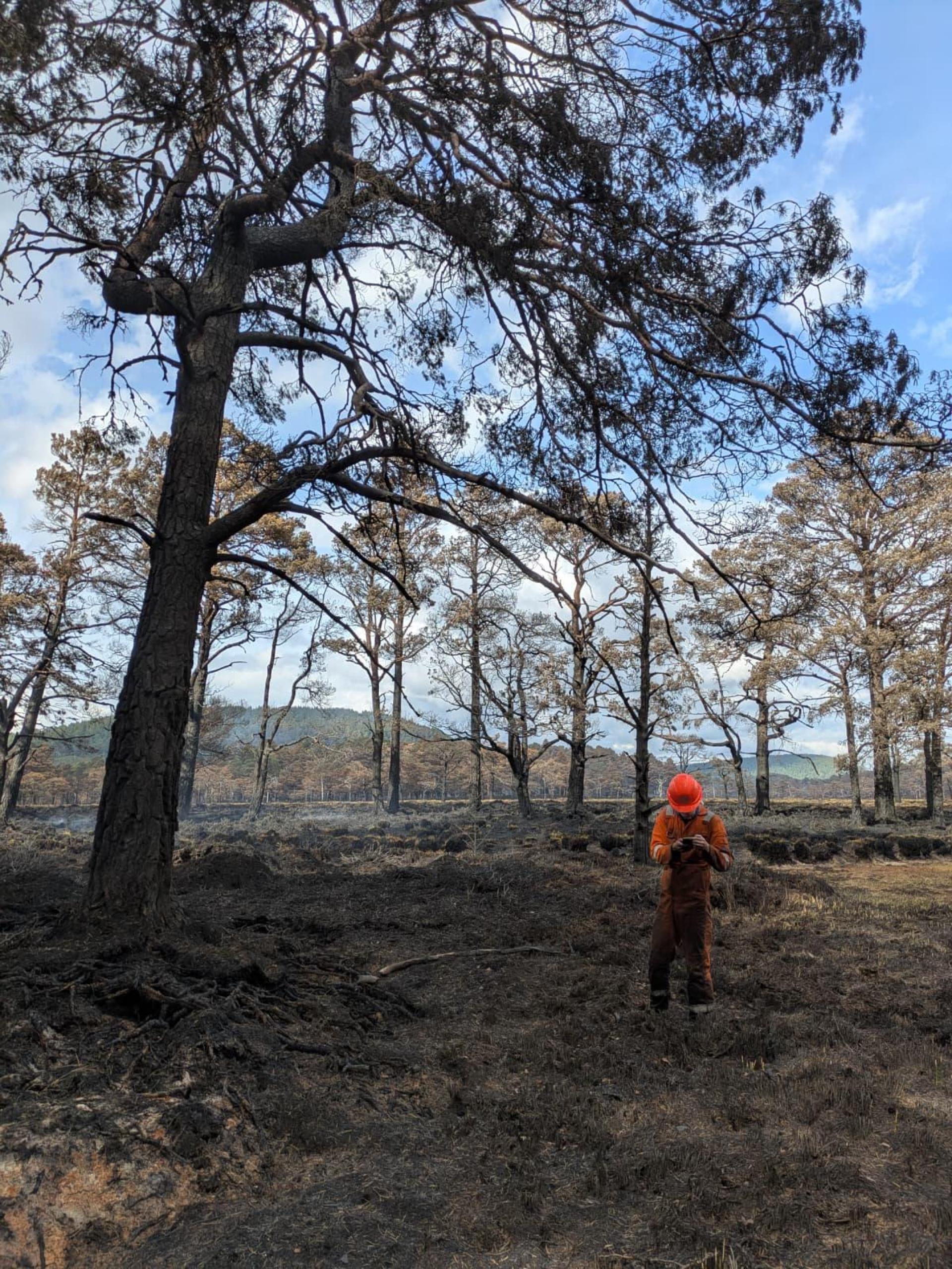 Firefighter takes a photo of fire damage to the ground and surrounding trees at Glenmore