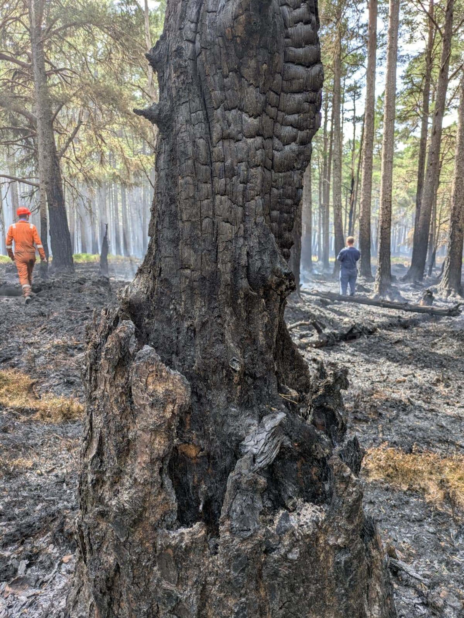 Close up of a fire-damaged tree in the Glenmore forest, with two contractors in the distance