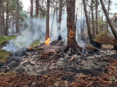 Photo taken in the forest at Glenmore, showing ashen remains of a tree and undergrowth in the foreground and a second tree still on fire in the background