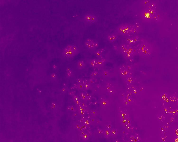 Thermal drone shot of an area of woodland impacted by the Glenmore wildfire. Areas of high heat are shown in orange against a purple background