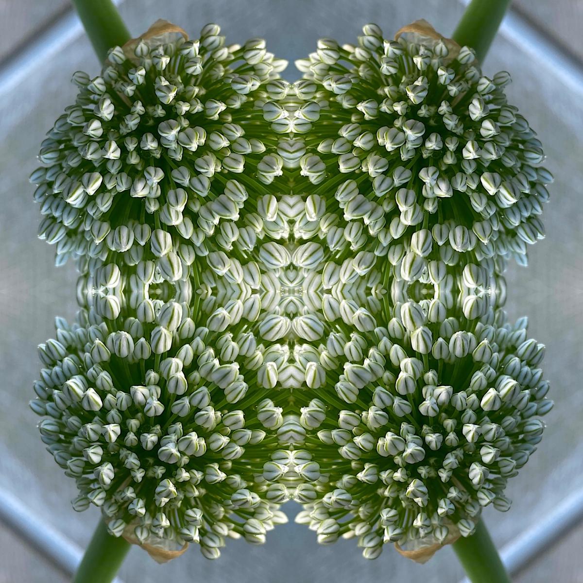 Close-up abstract image, taken from above, of flower buds.