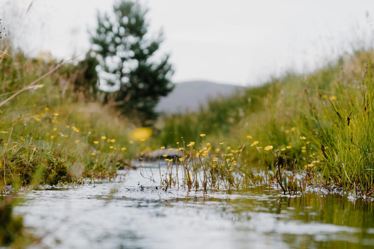 A burn with yellow flowers popping up from the water