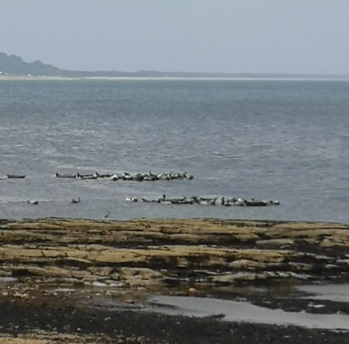 Seals on rocks at the waters edge