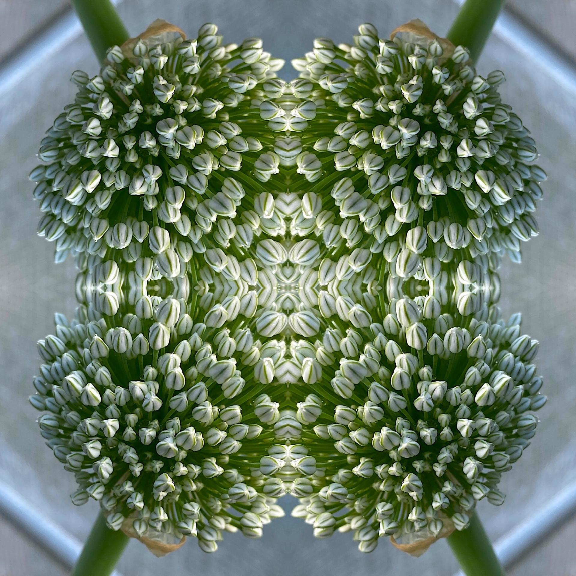 Close-up abstract image, taken from above, of flower buds.