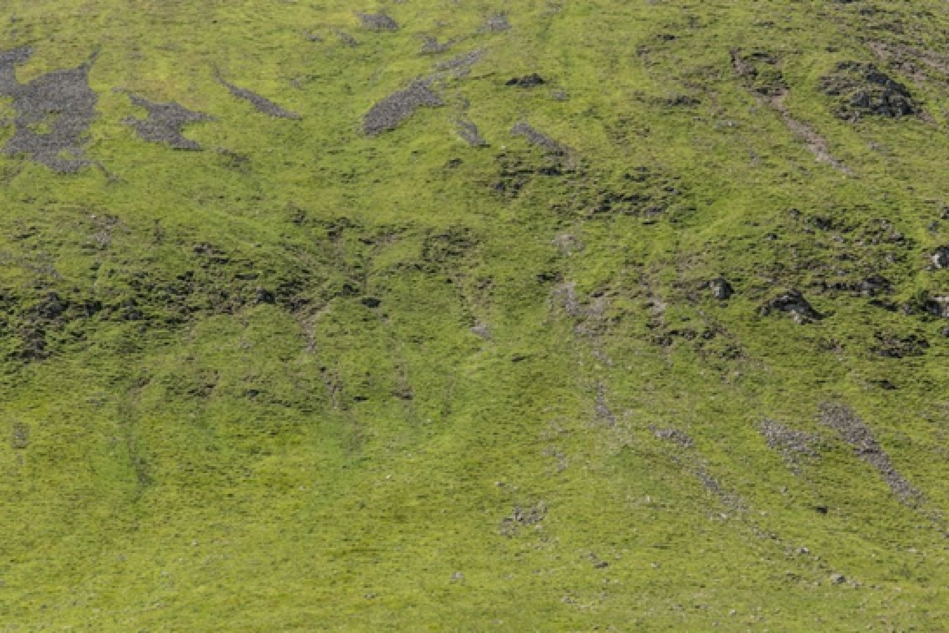 The Monega - a hill near Braemar