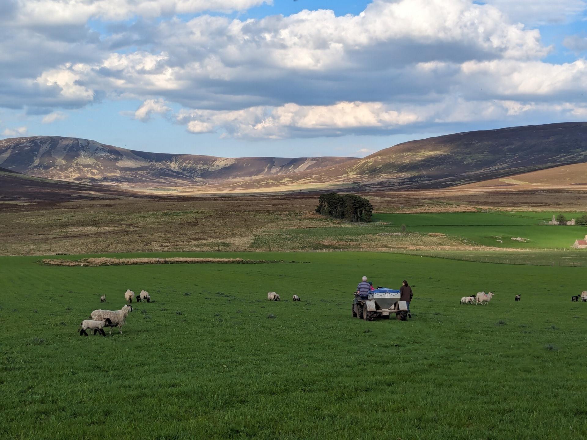 Two people in a field of sheep with clouds in the sky