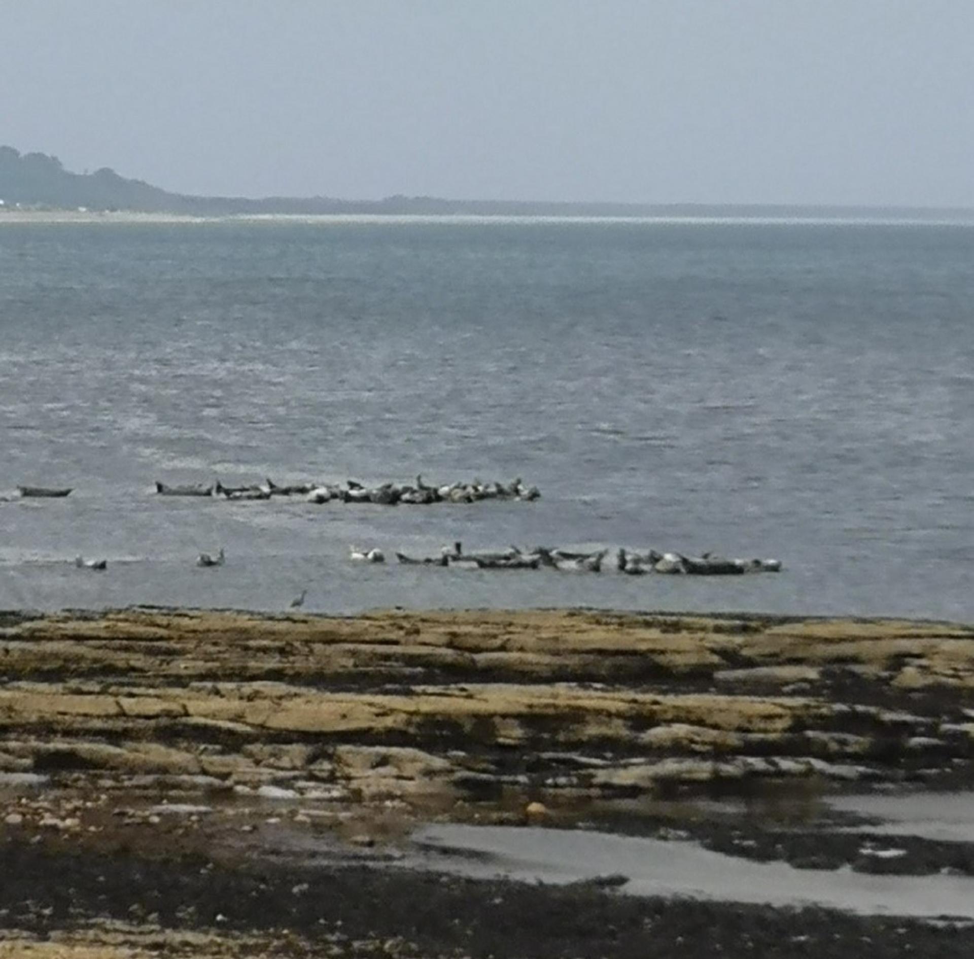 Seals on rocks at the waters edge