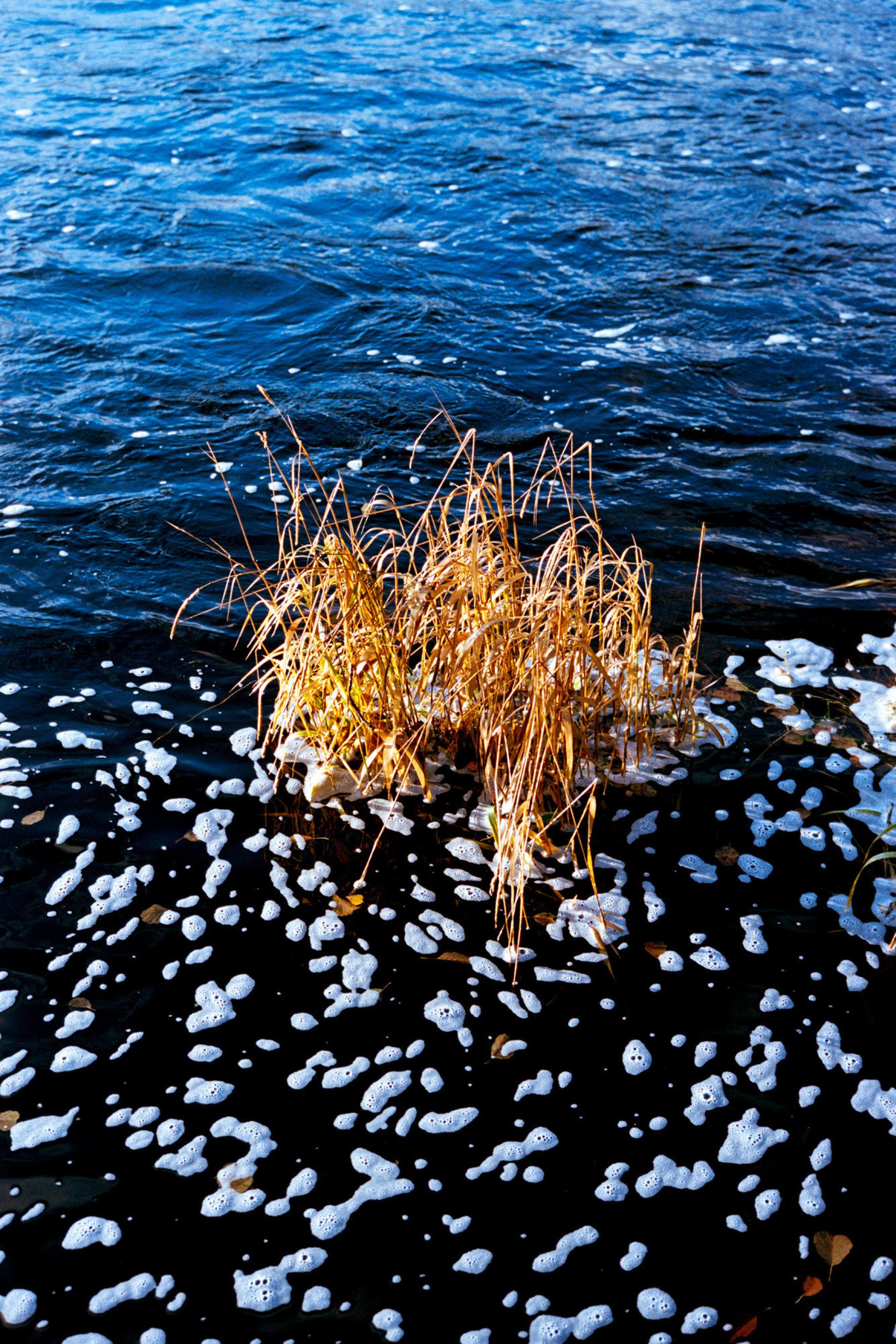 A closeup of the water, with reeds sticking out and froth bubbles on the surface.