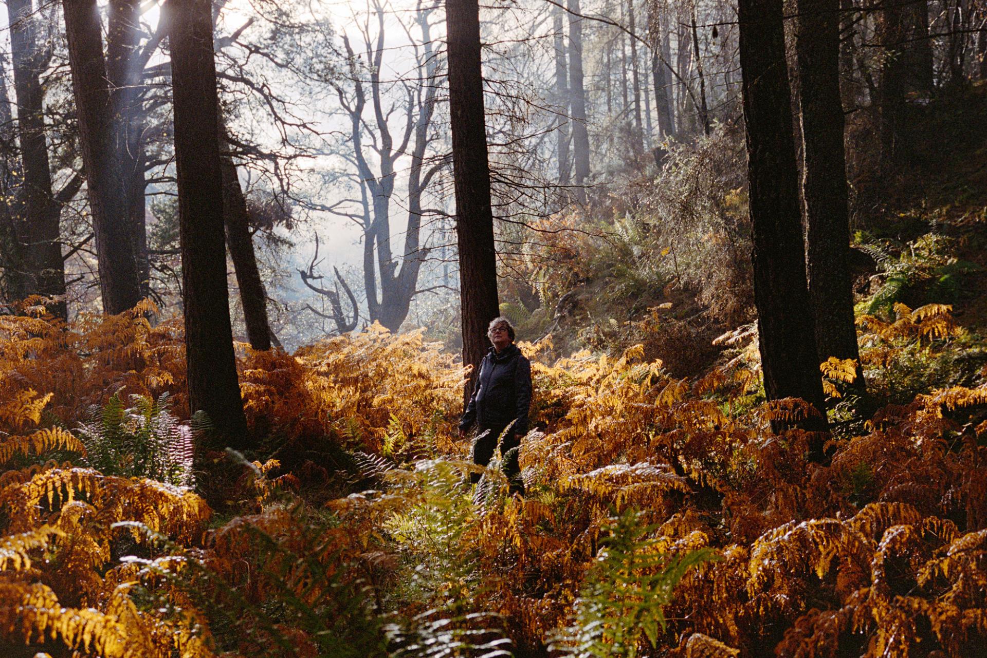 A person standing among ferns and trees, with sunlight in the background.