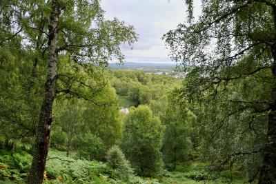 Trees framing a far horizon with greenery and leaves under a cloudy sky