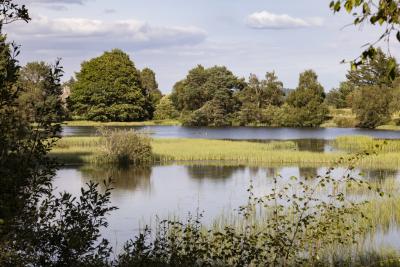A landscape of a loch with reeds growing, trees in the background, and leaves in the foreground