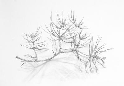 Pine branch sketch