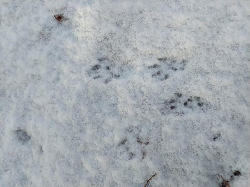Red squirrel tracks in the snow.