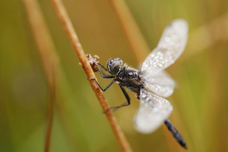 Image of Black Darter Dragonfly as it rests on some foliage.