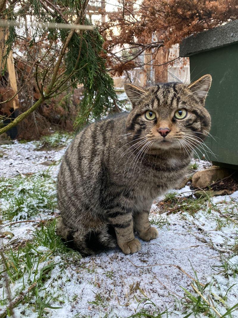 Image of Cranachan, a wildcat sitting in an enclosure with a snowy ground covering.