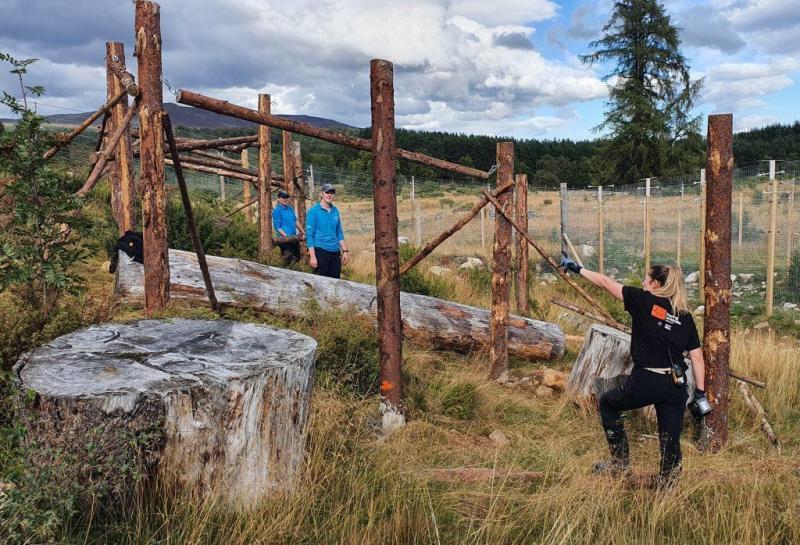 Image of Estelle wearing black clothing and with two volunteers wearing light blue shirts building a wildcat pre-release enclosure.