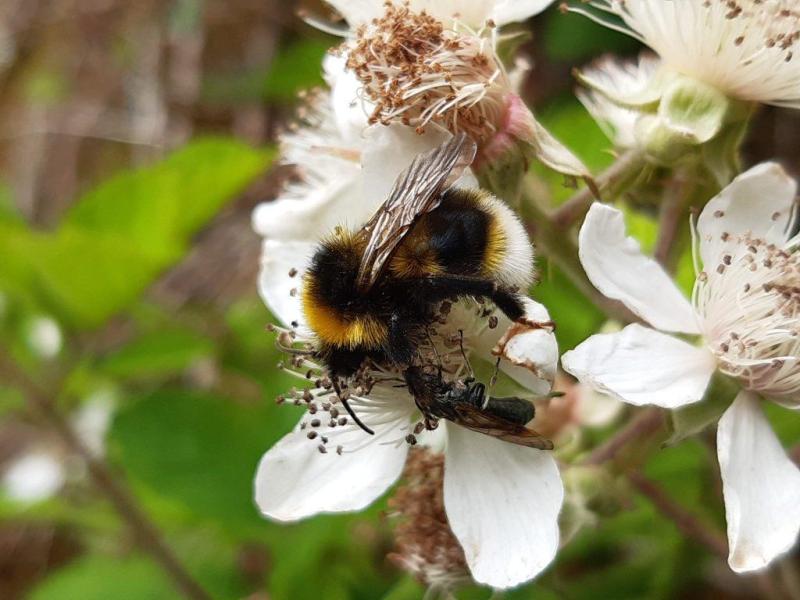 Image of Gypsy cuckoo bumblebee.