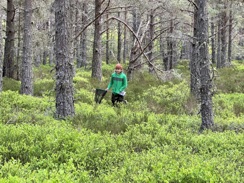 Junior Ranger Ruaridh surveying for bumblebees.