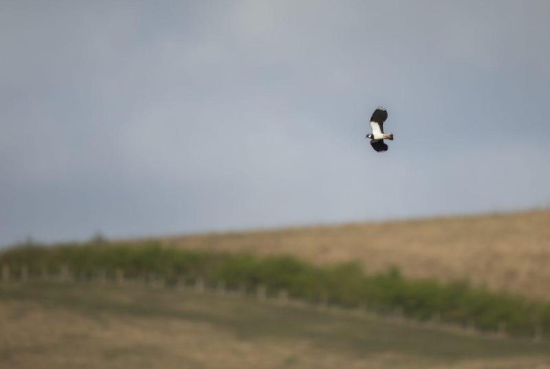 A lapwing displaying in flight.