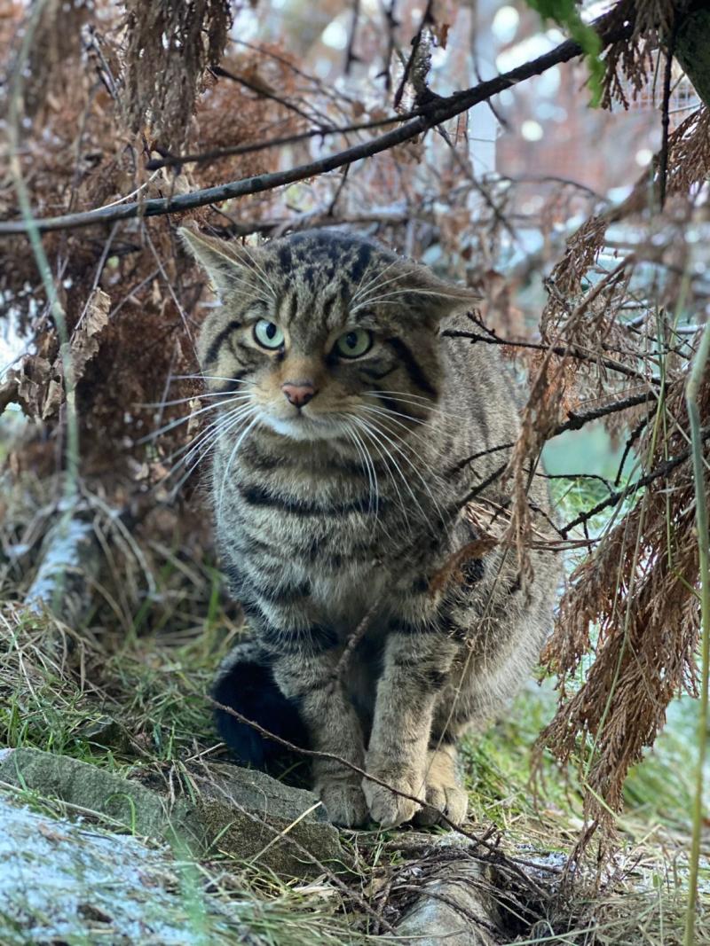 Image of Ordie, a wildcat at the Highland Wildlife Park sitting under low lying tree branches.