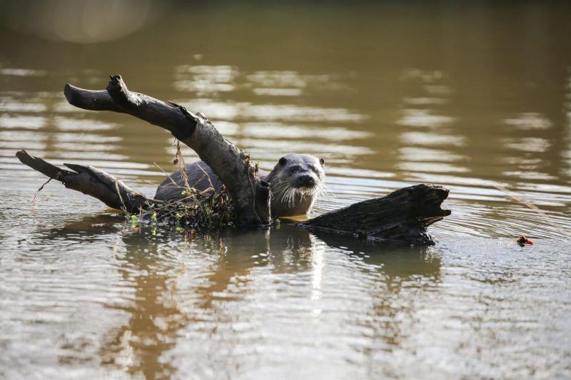 Image of an otter beside a log in a body of water.