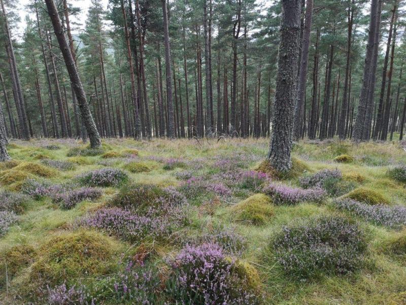 The incredible woodlands encountered en route to Craigellachie