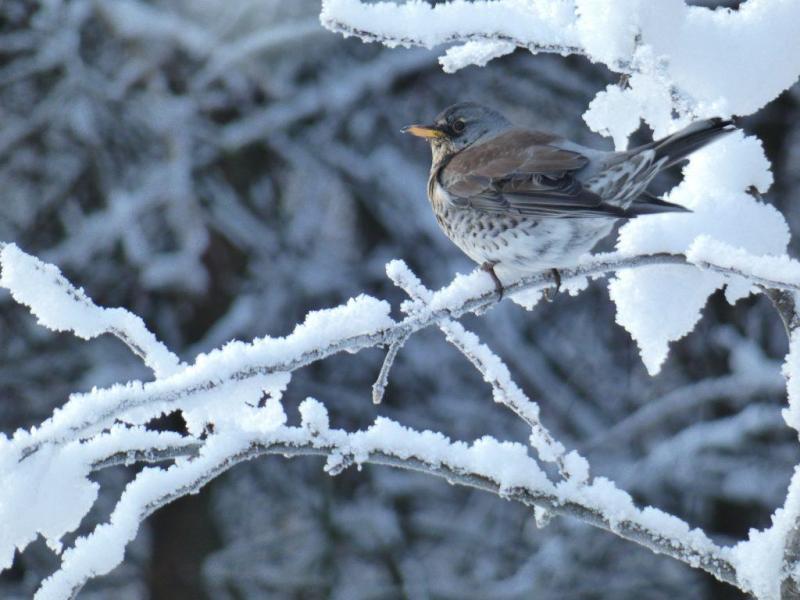 A fieldfare sat in a snow covered tree