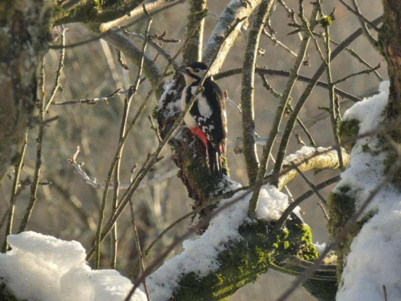 A woodpecker sat in a snow covered tree.