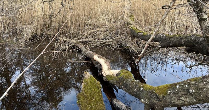 Image of beaver gnawed tree on edge of loch.