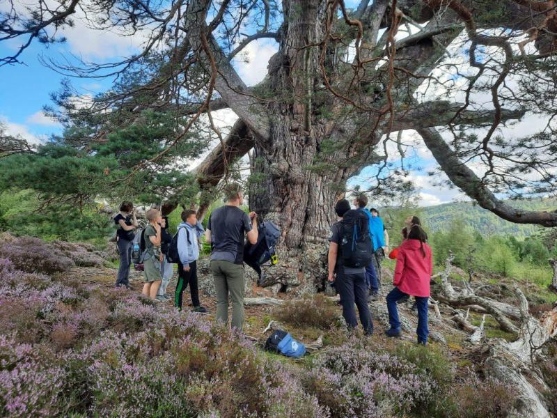 Junior Rangers admiring a Granny Pine on the hike