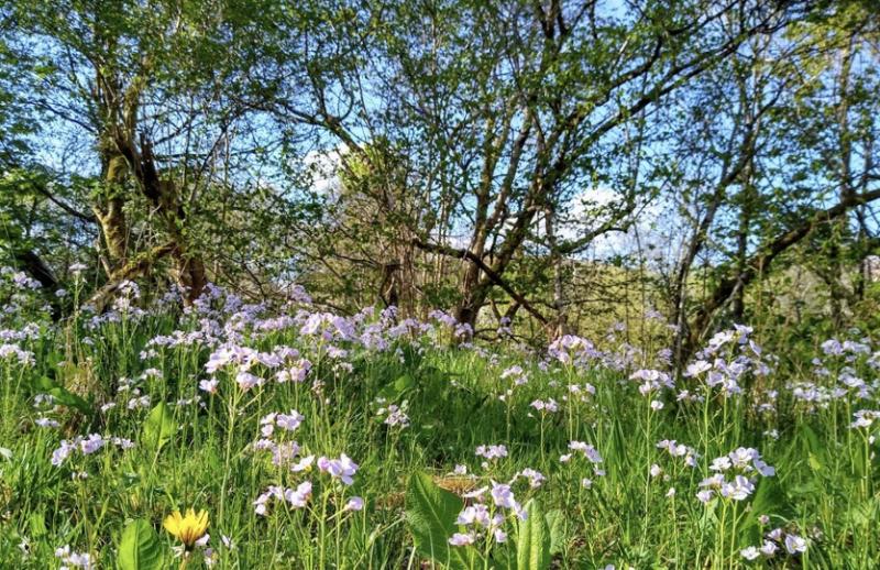 Cuckoo flowers and dandelions in spring