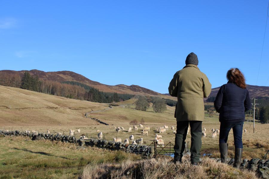 Two people standing looking at a field of sheep.