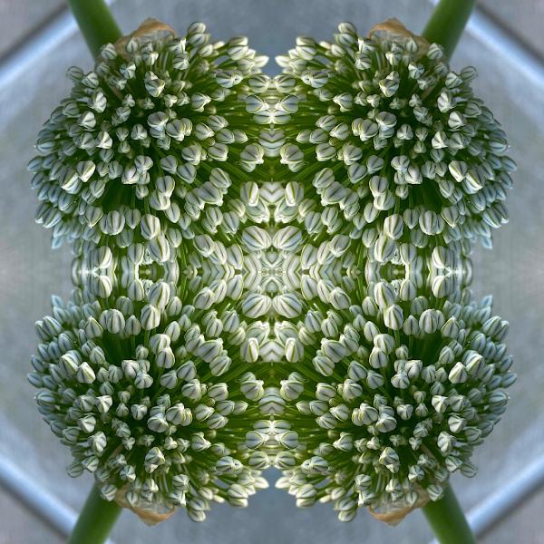 Close-up abstract image, taken from above, of flower buds.