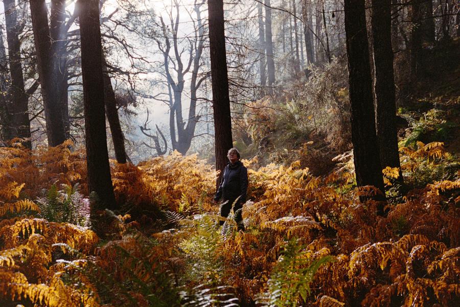 A person standing among ferns and trees, with sunlight in the background.