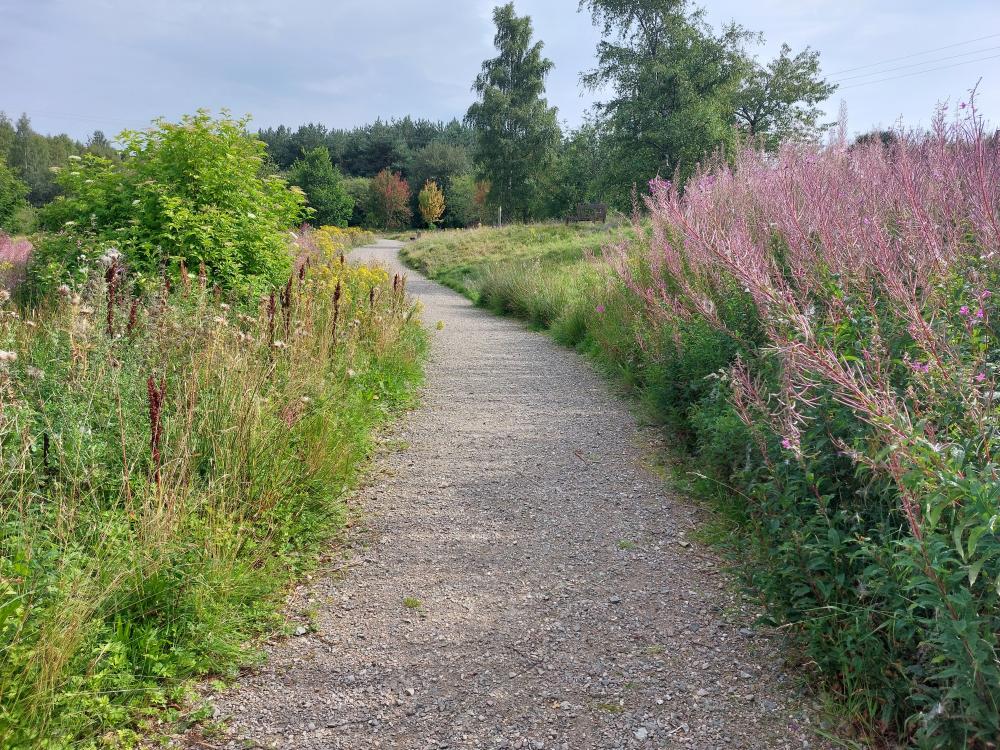 Wide and level path winding through wild flowers and trees.