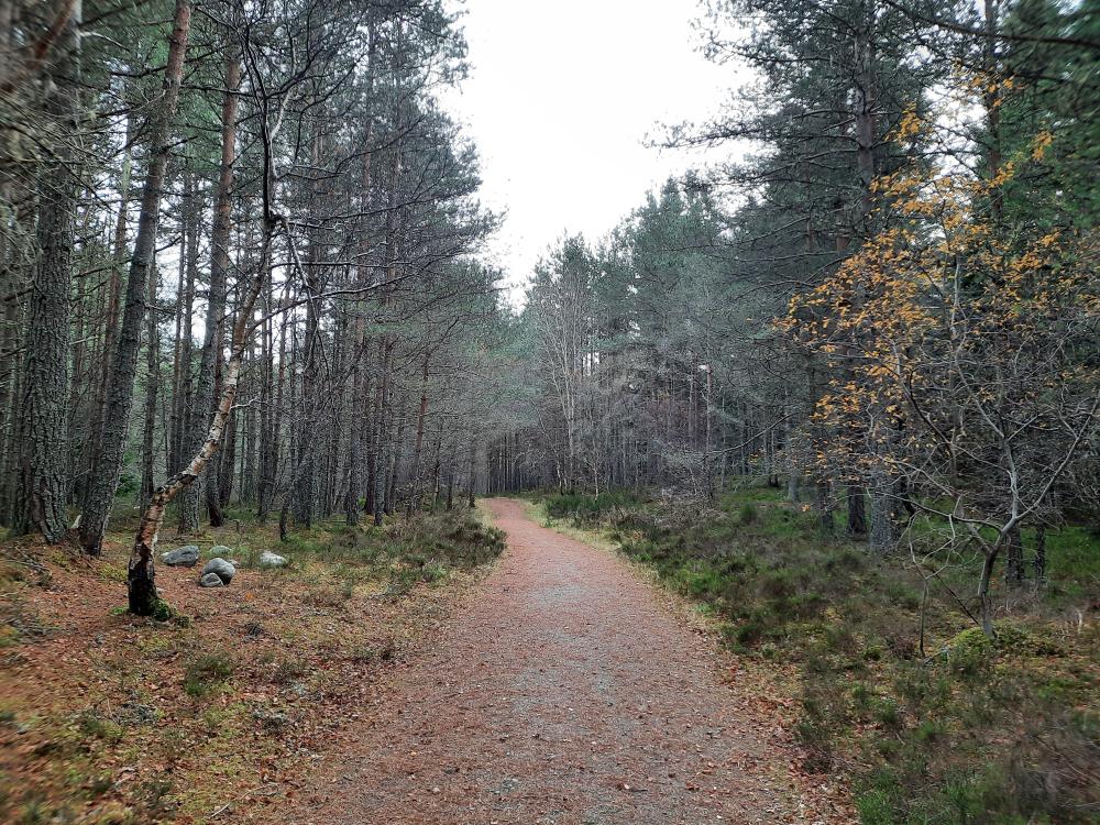Wide forest path with heather and trees on either side.