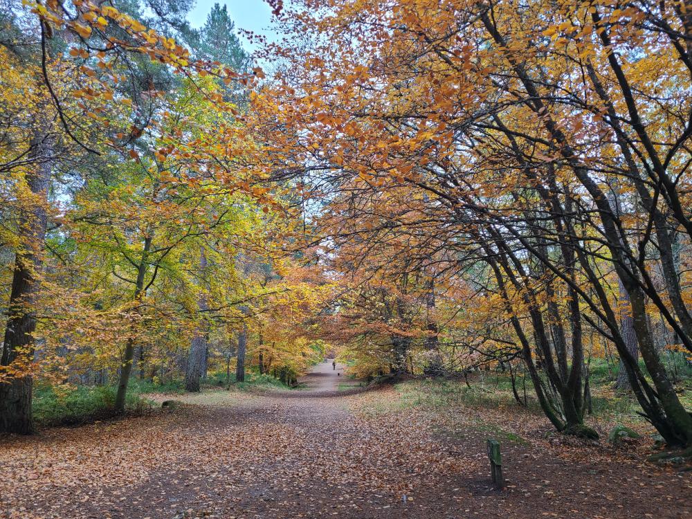 Autumn leaves over a wide forest path in Anagach Woods.