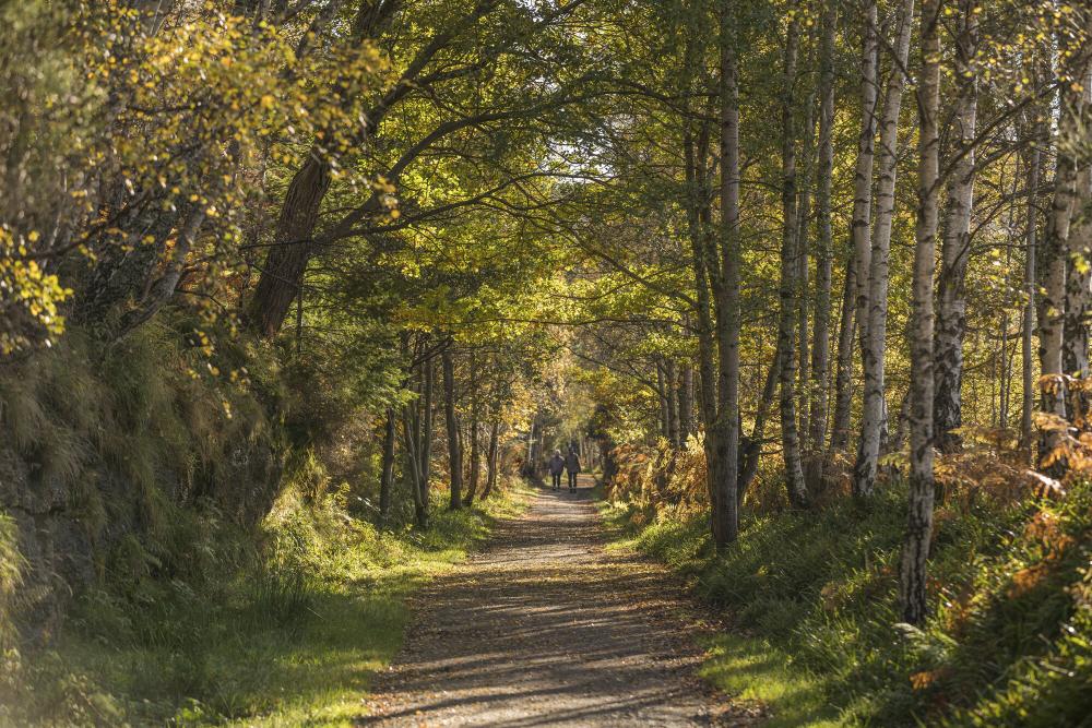 Two people walking along a tree lined forest path on the Deeside Way.
