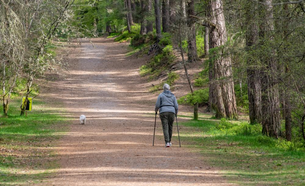 Person walking their dog on a wide forest path in Anagach Woods.