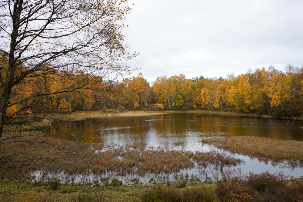 Autumnal trees around a lochan in Craigellachie nature reserve.