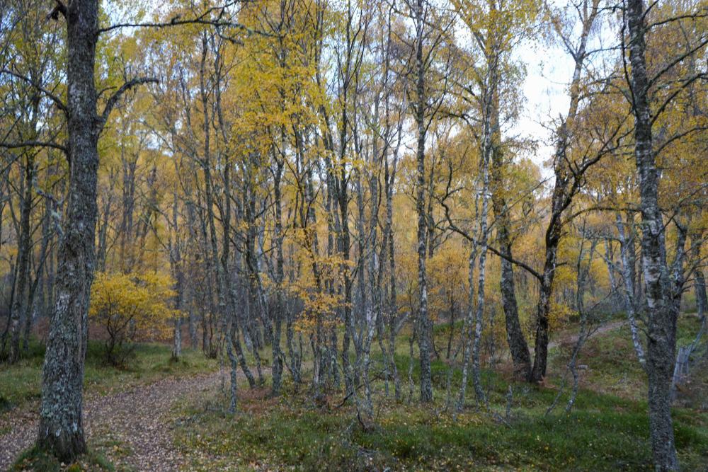 An autumnal walk at Craigellachie nature reserve with yellow leaved trees around woodland paths.