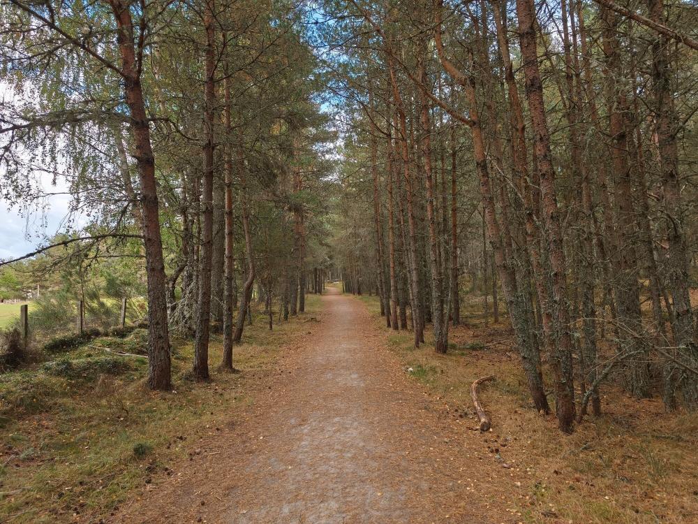 A level woodland path with trees on either side