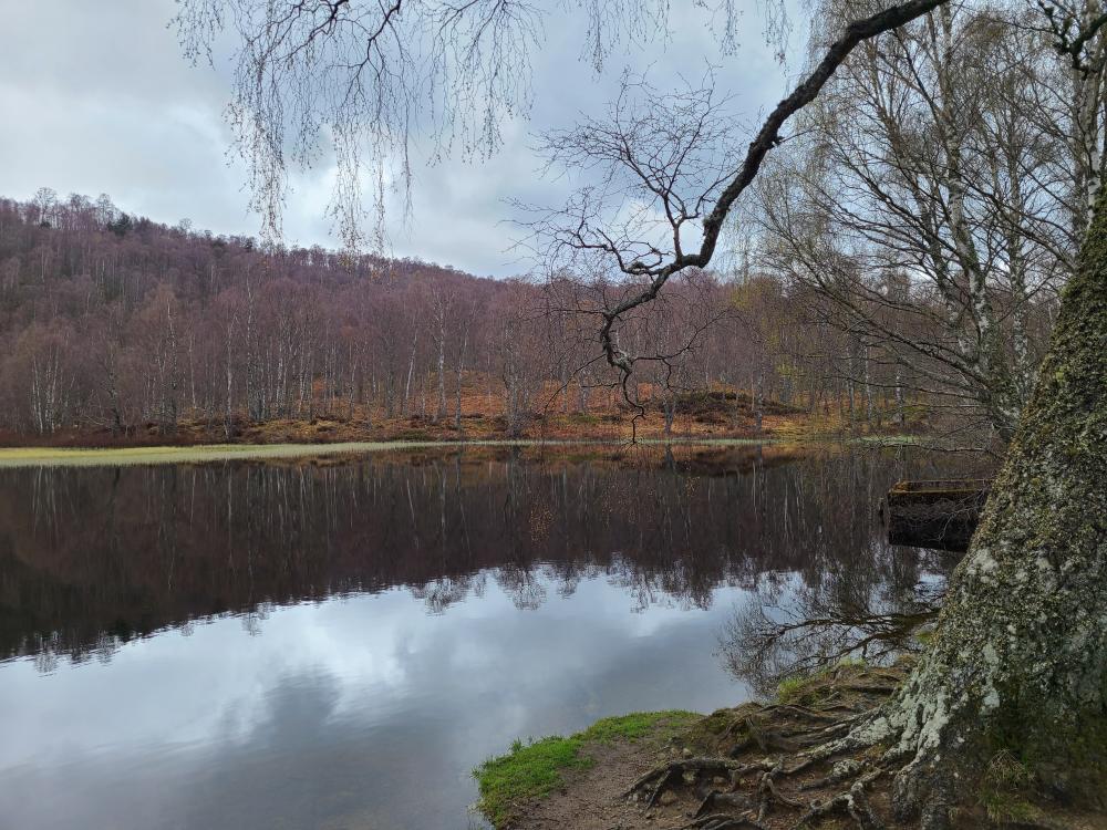 Autumnal view of a lochan with trees and hill behind.