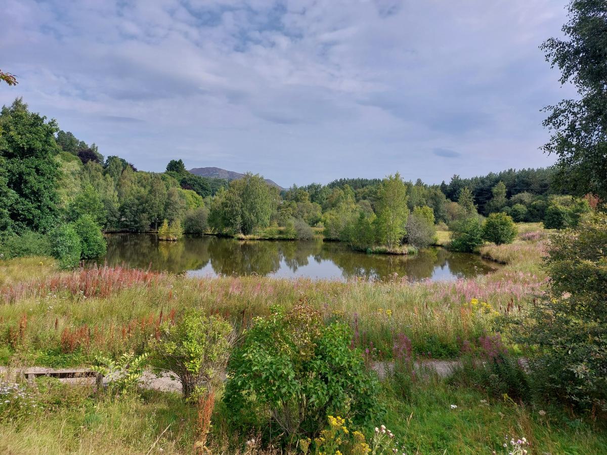 Looking across Glebe Ponds with the path in the foreground and trees in the background.