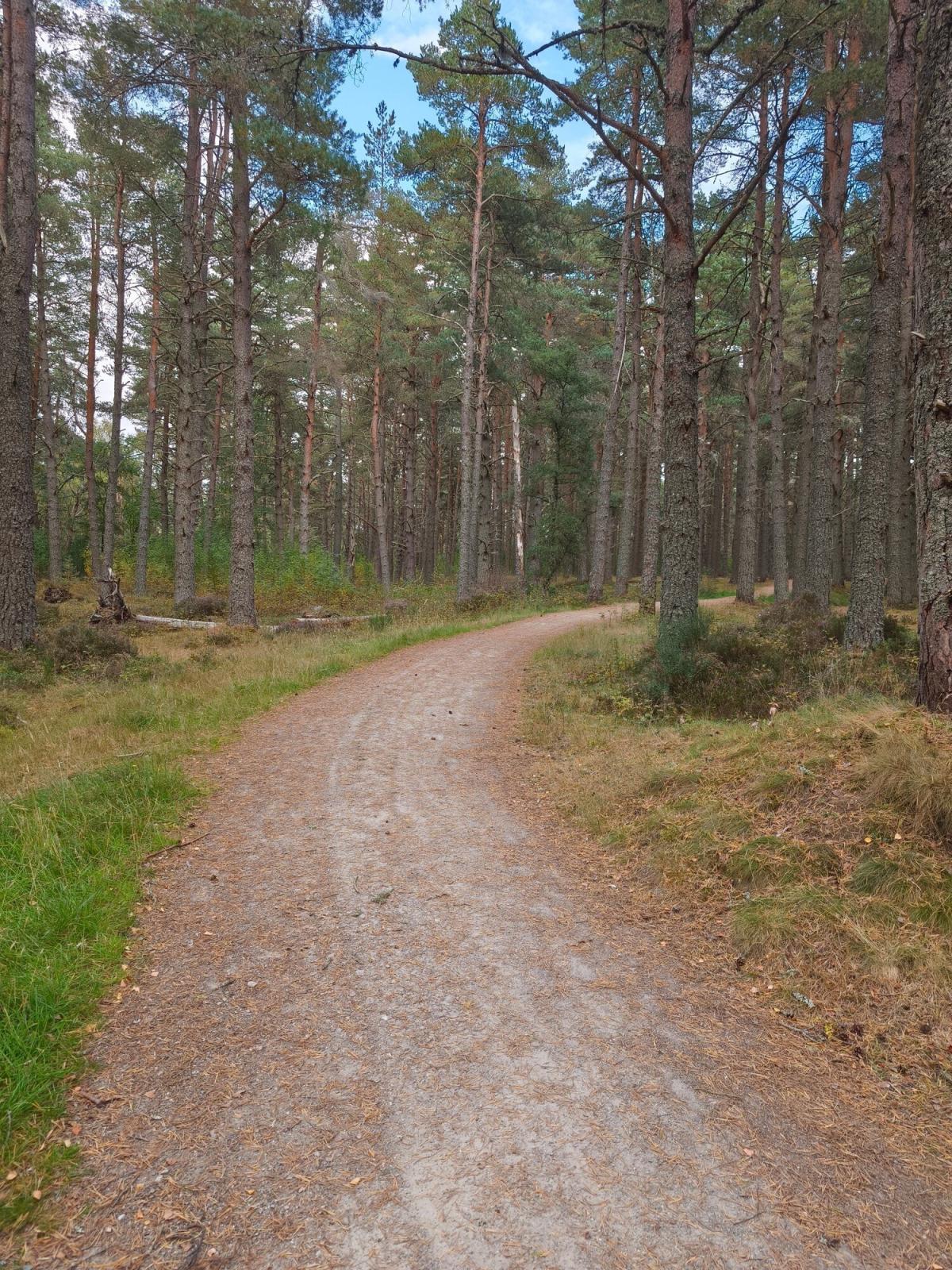 Level path turning to the right through the woods at Boat of Garten
