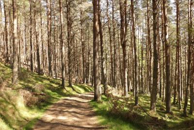 A woodland path through trees.