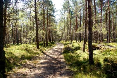 Woodland path with trees on either side on a sunny day.